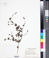 Coprosma rotundifolia image