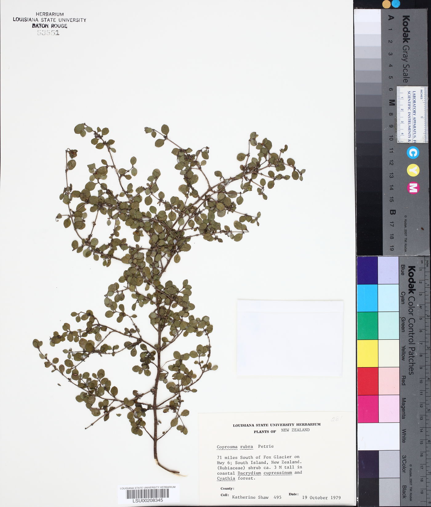 Coprosma rubra image