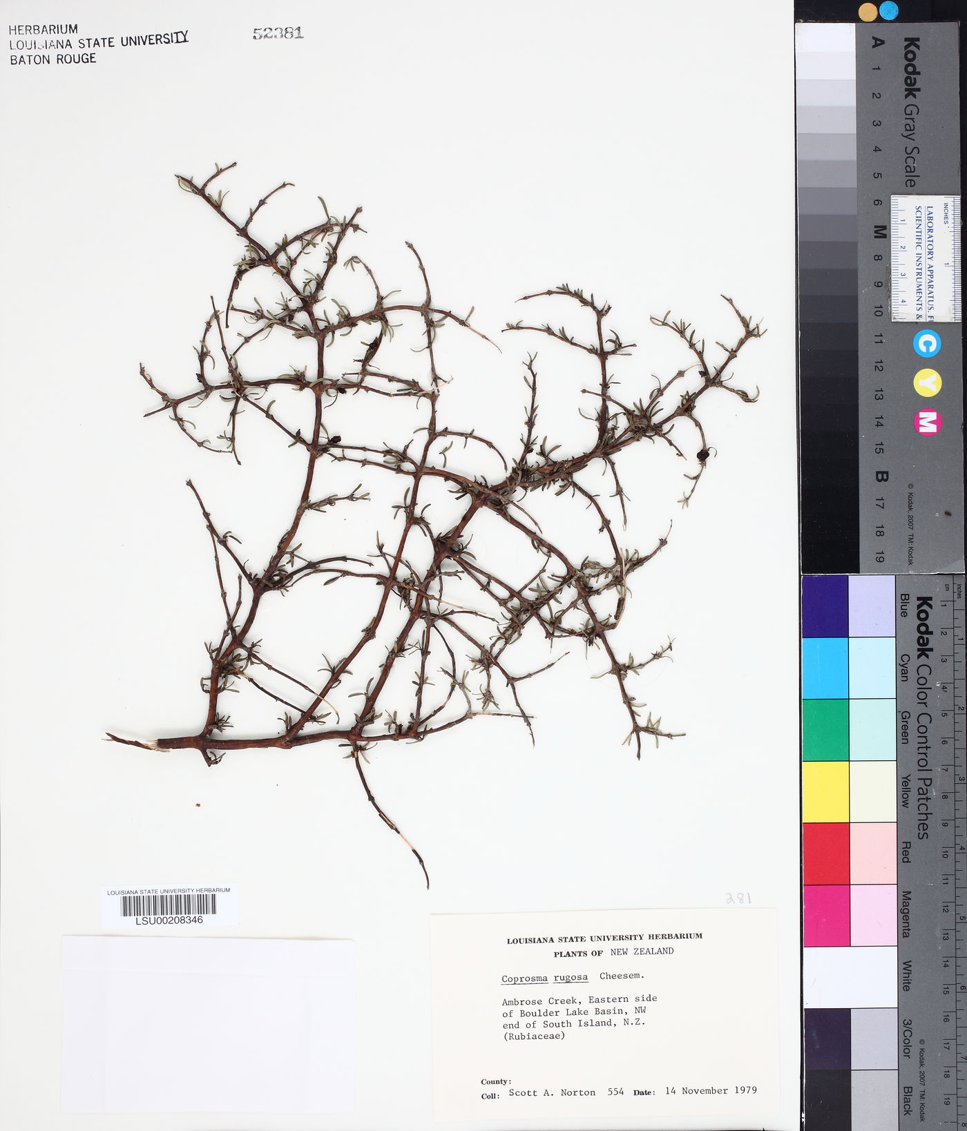 Coprosma rugosa image