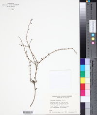 Coprosma virescens image