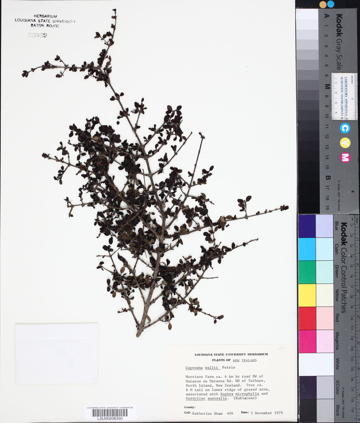 Coprosma wallii image