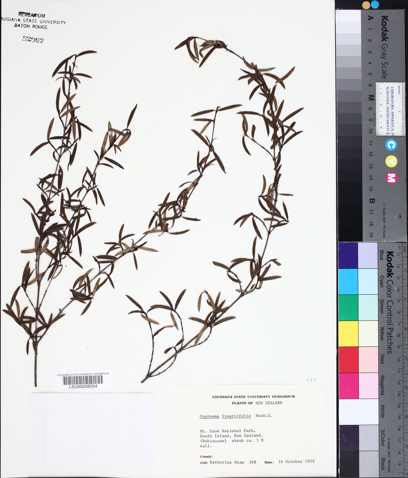 Coprosma linariifolia image