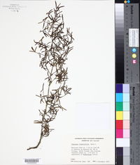 Coprosma linariifolia image