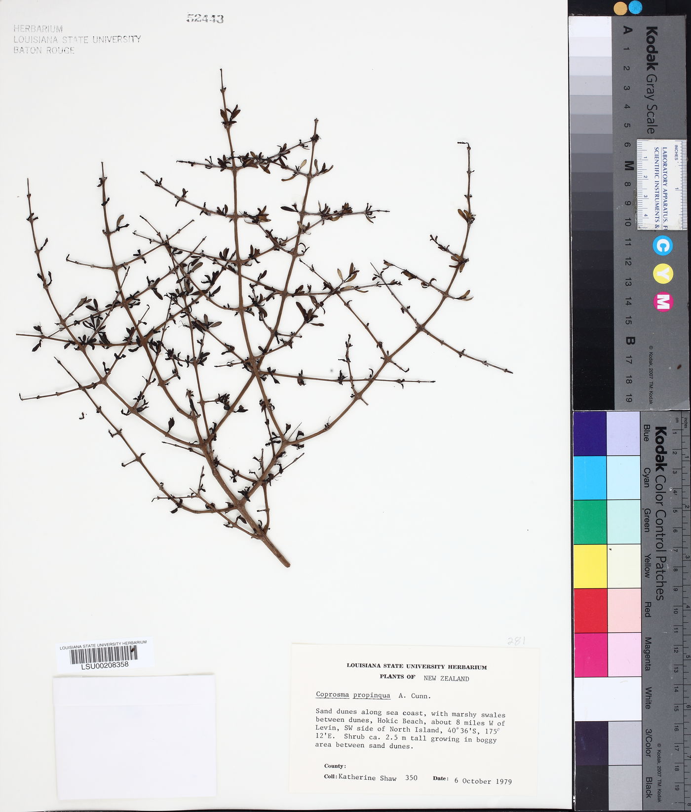 Coprosma propinqua image