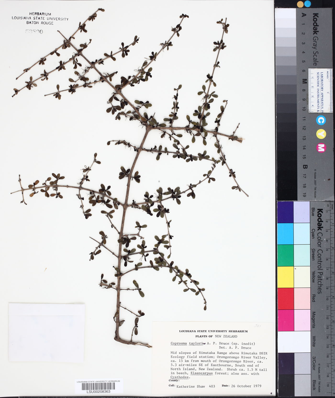 Coprosma dumosa image