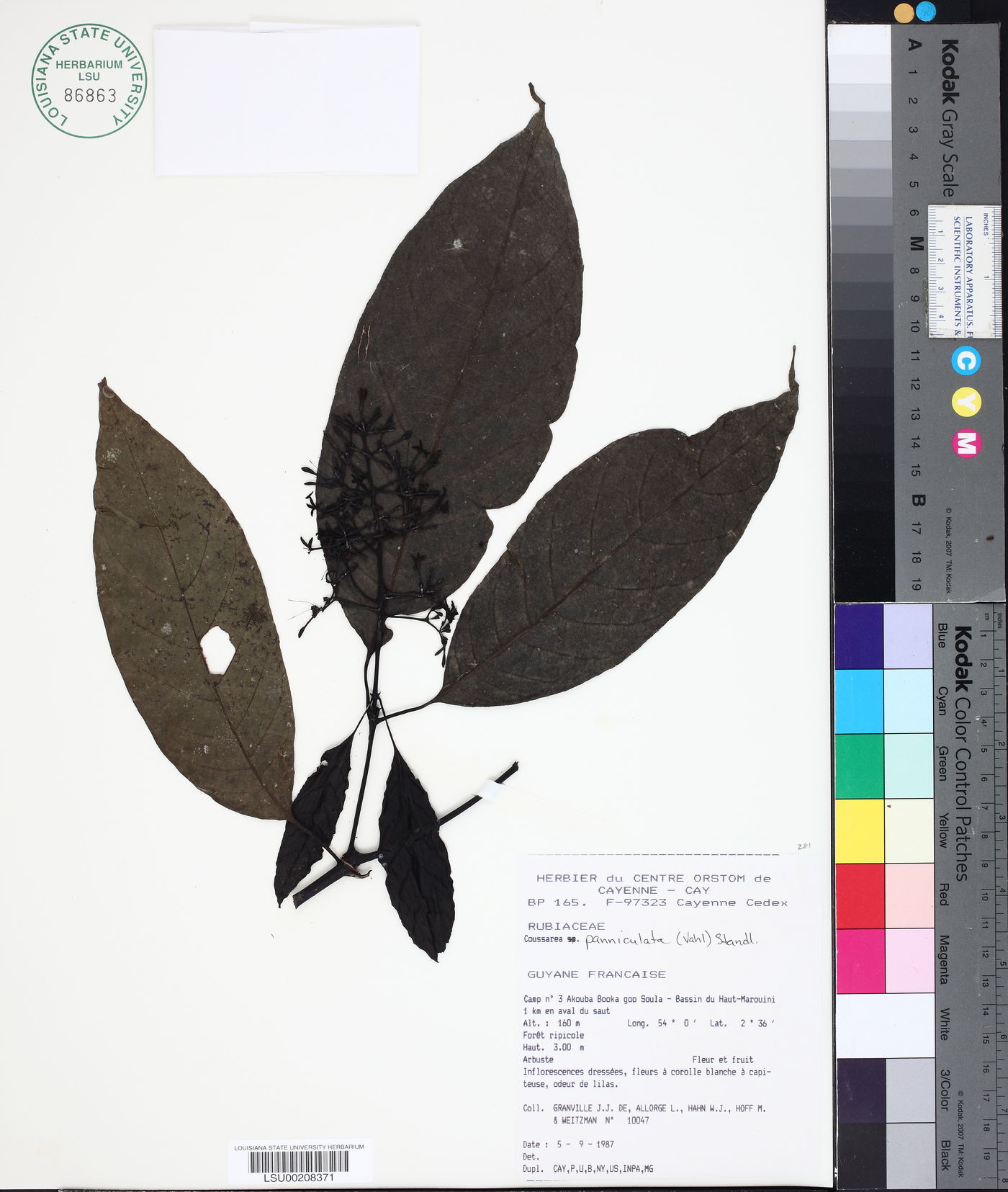 Coussarea paniculata image