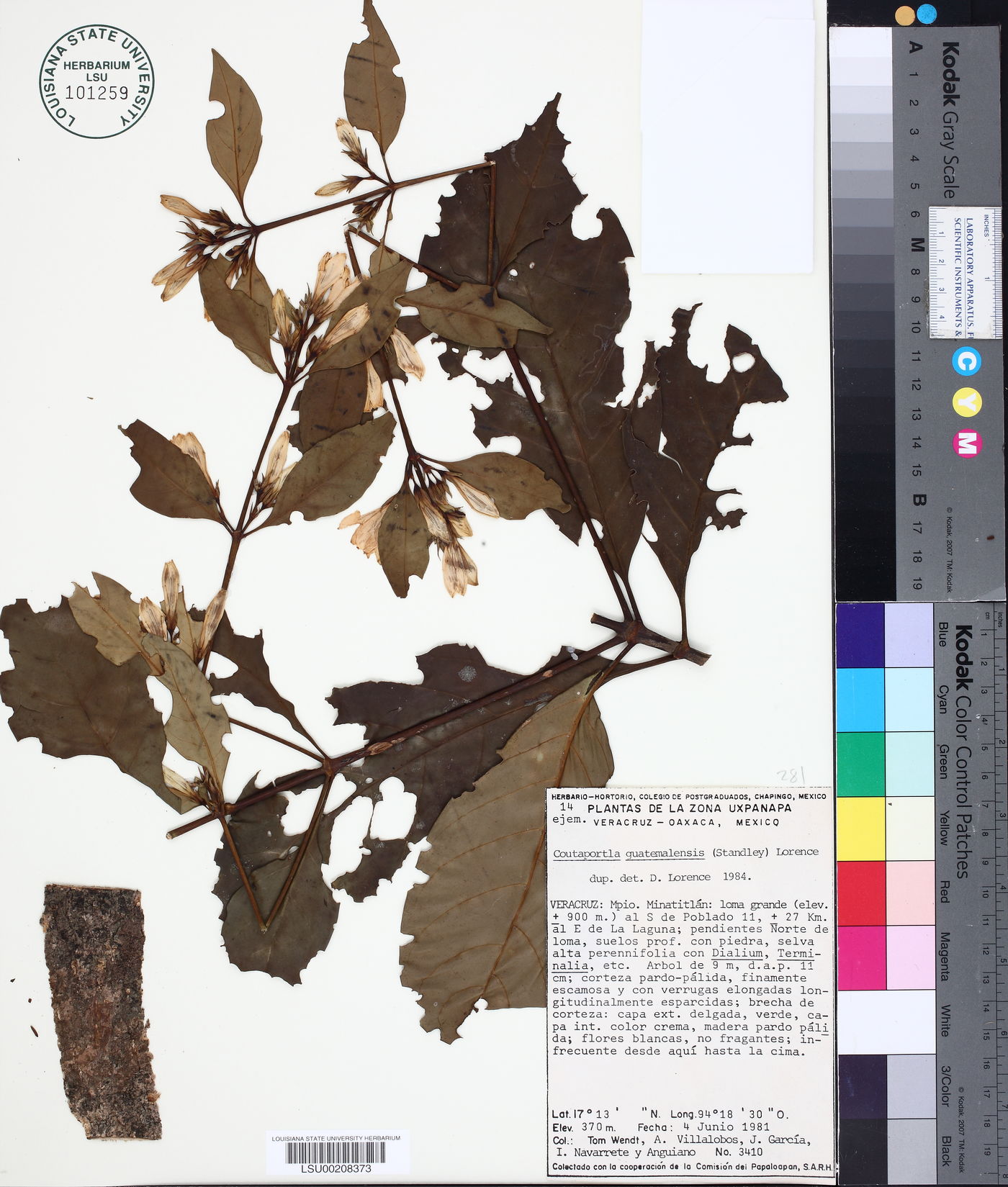 Lorencea guatemalensis image