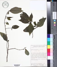 Deppea anisophylla image