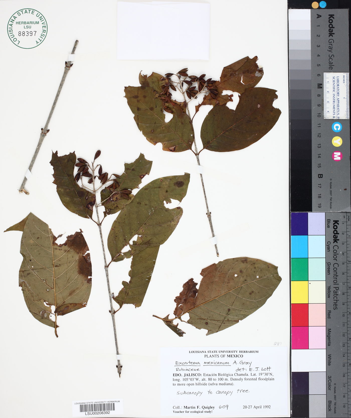 Exostema mexicanum image