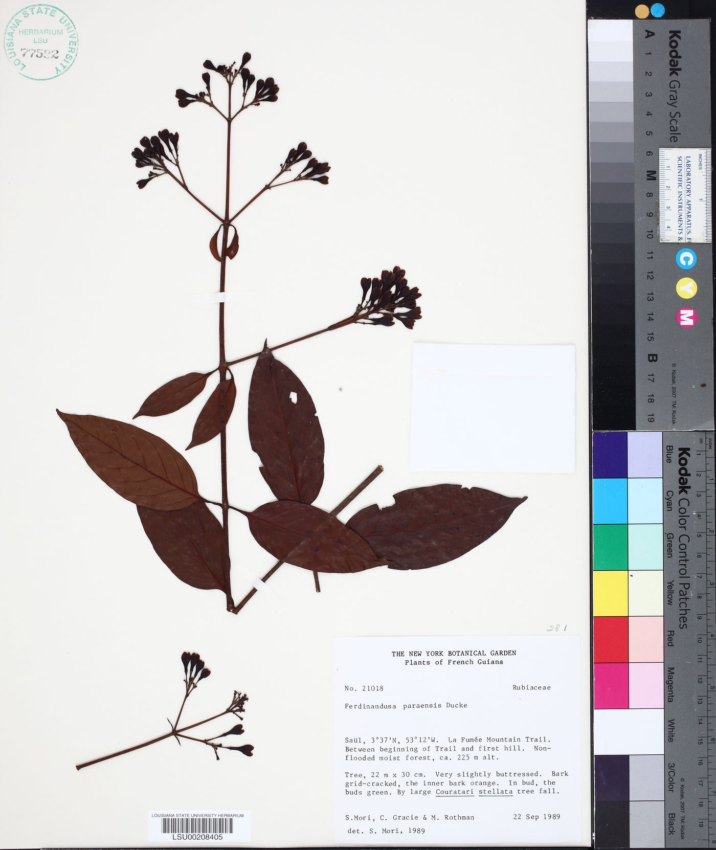 Ferdinandusa paraensis image