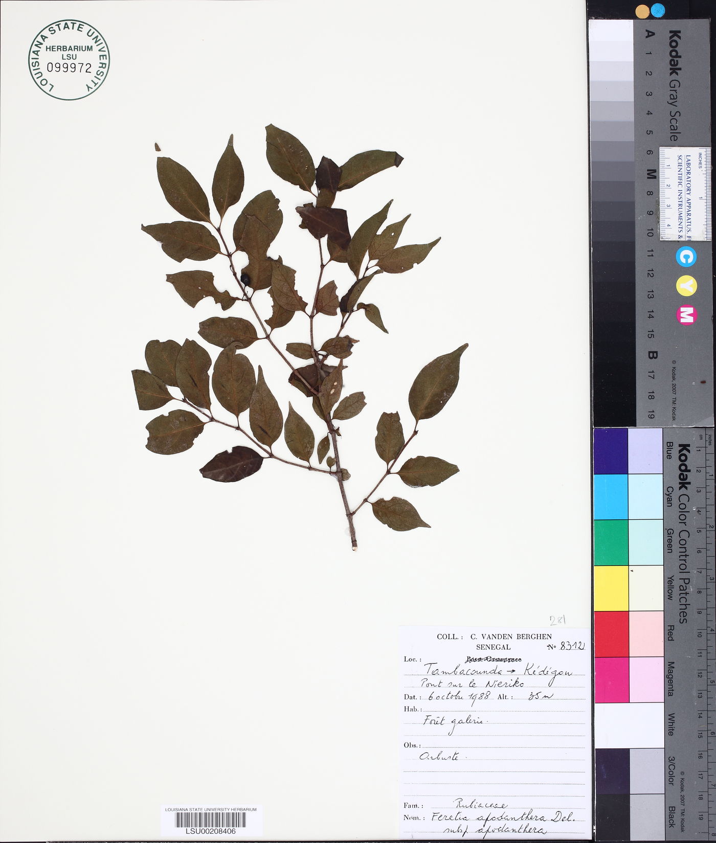 Feretia apodanthera subsp. apodanthera image