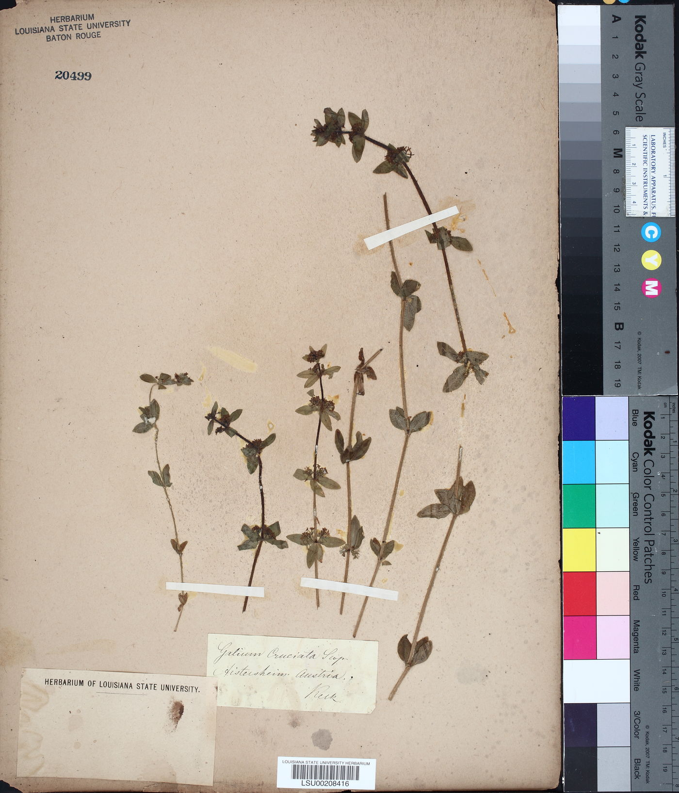 Galium cruciata image