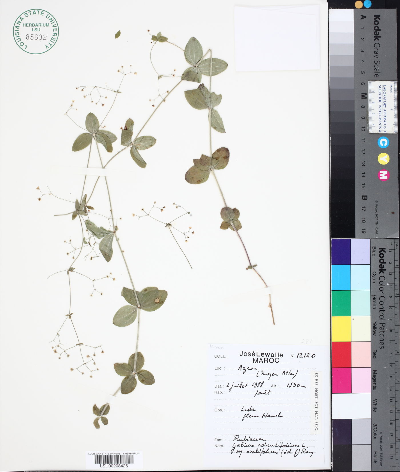 Galium rotundifolium subsp. ovalifolium image