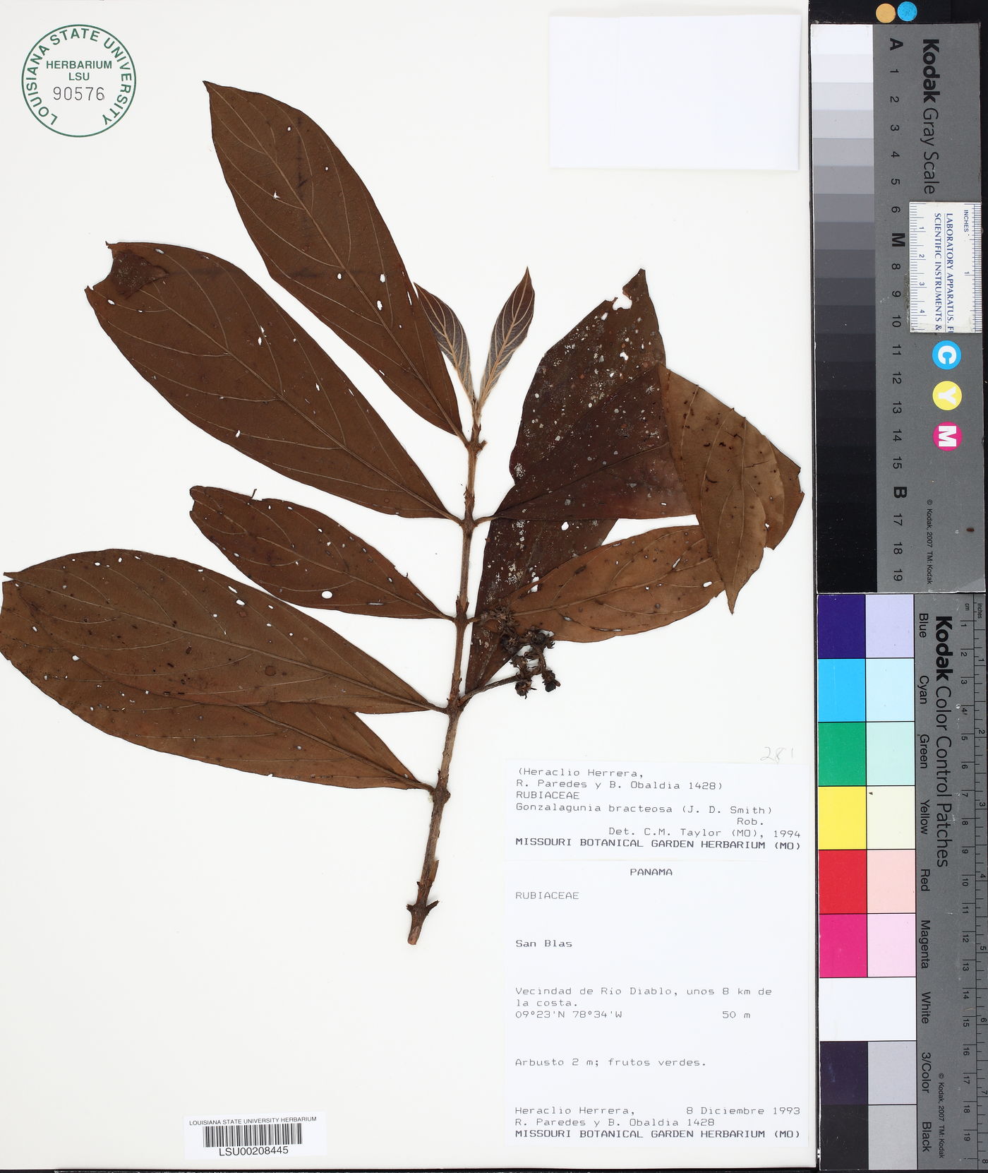 Bertiera bracteosa image