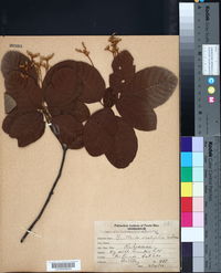 Guettarda ovalifolia image