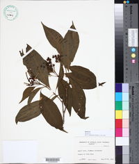 Image of Hamelia chrysantha