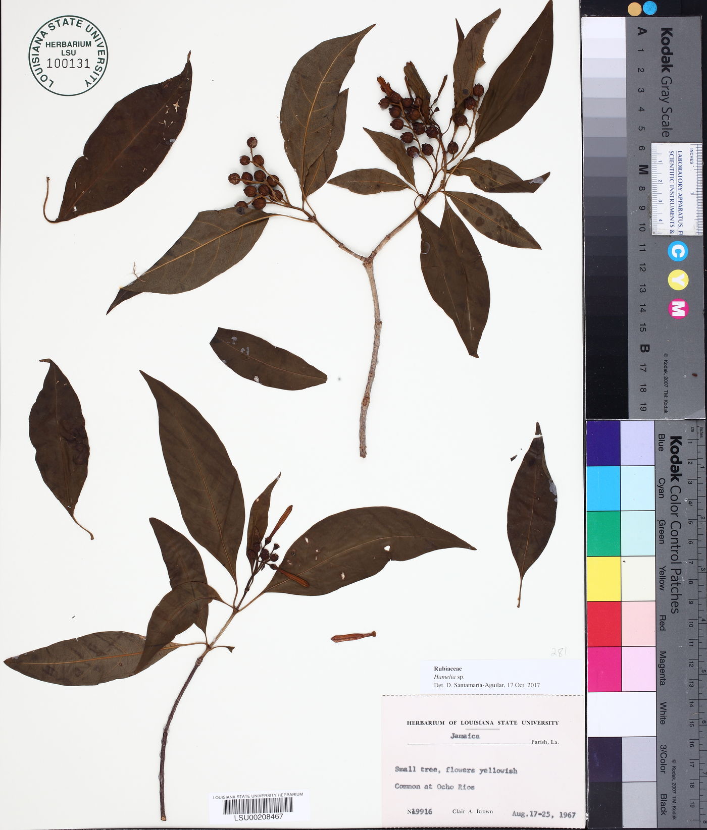 Hamelia chrysantha image