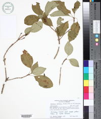 Hintonia latiflora image