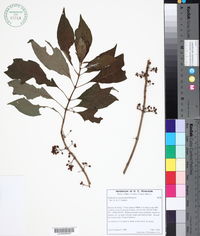 Hoffmannia cuneatissima image