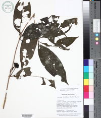 Image of Appunia tenuiflora