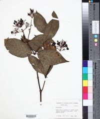 Palicourea croceoides image