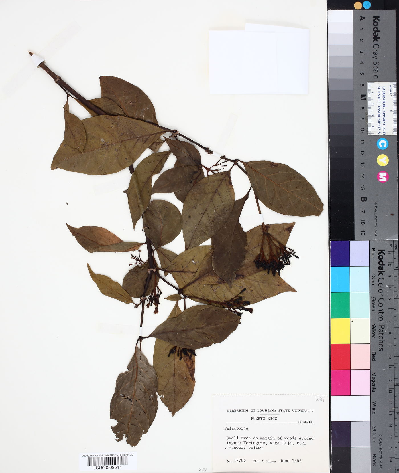 Palicourea croceoides image