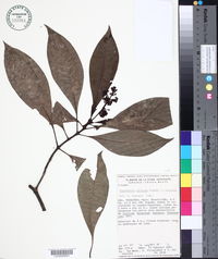 Psychotria costivenia var. altorum image