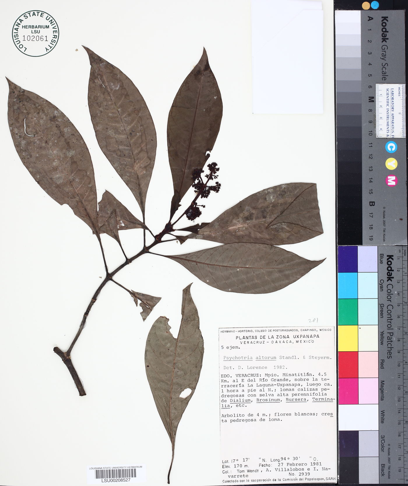 Psychotria costivenia image