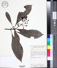 Psychotria costivenia var. altorum image