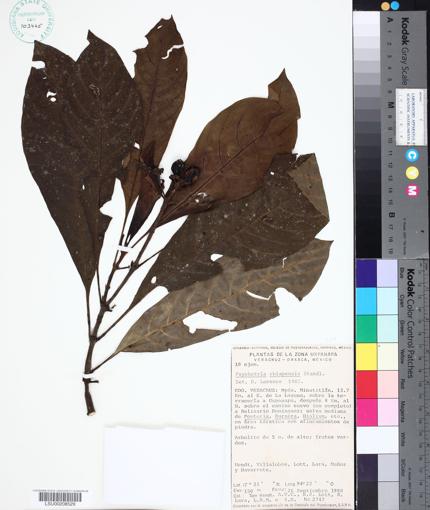 Palicourea tetragona image