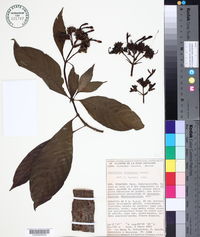 Psychotria chiapensis image
