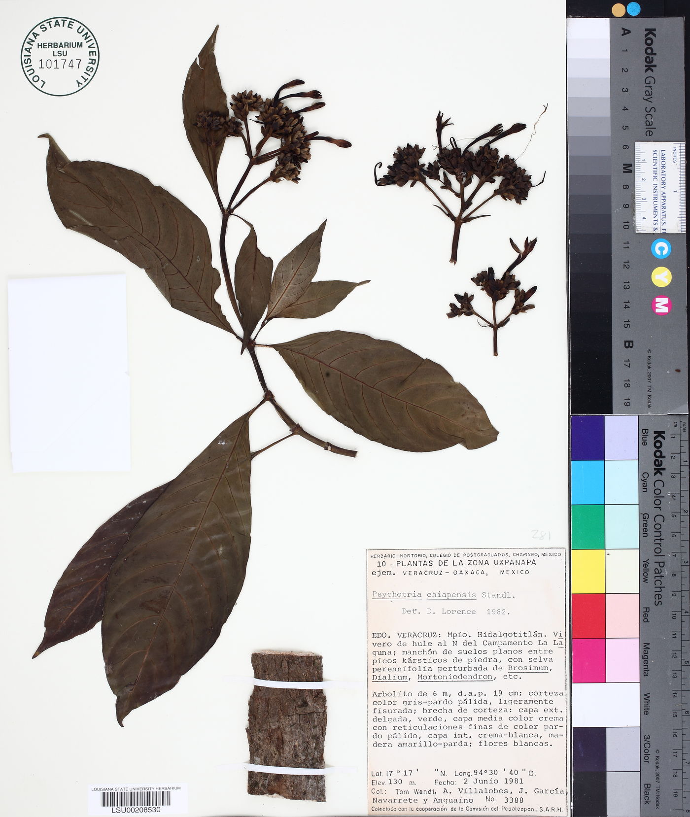 Palicourea tetragona image