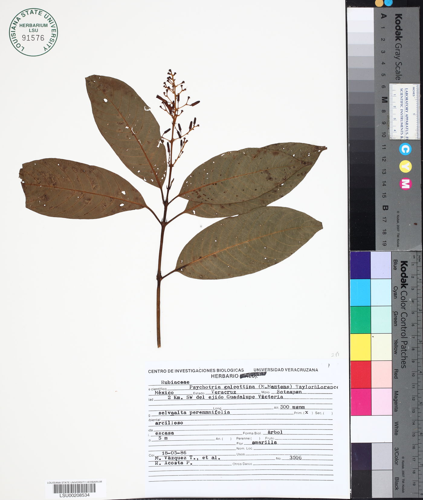 Palicourea padifolia image