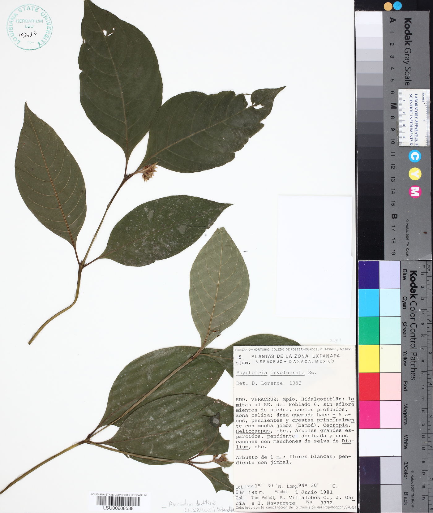 Palicourea winkleri image
