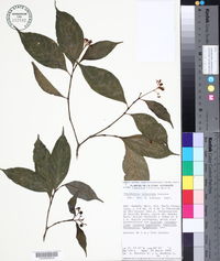 Psychotria phanerandra image