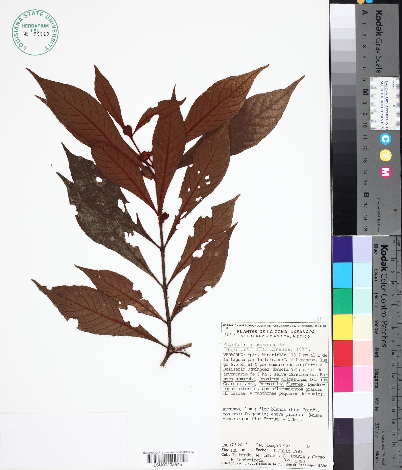 Psychotria mirandae image
