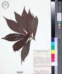 Psychotria mirandae image