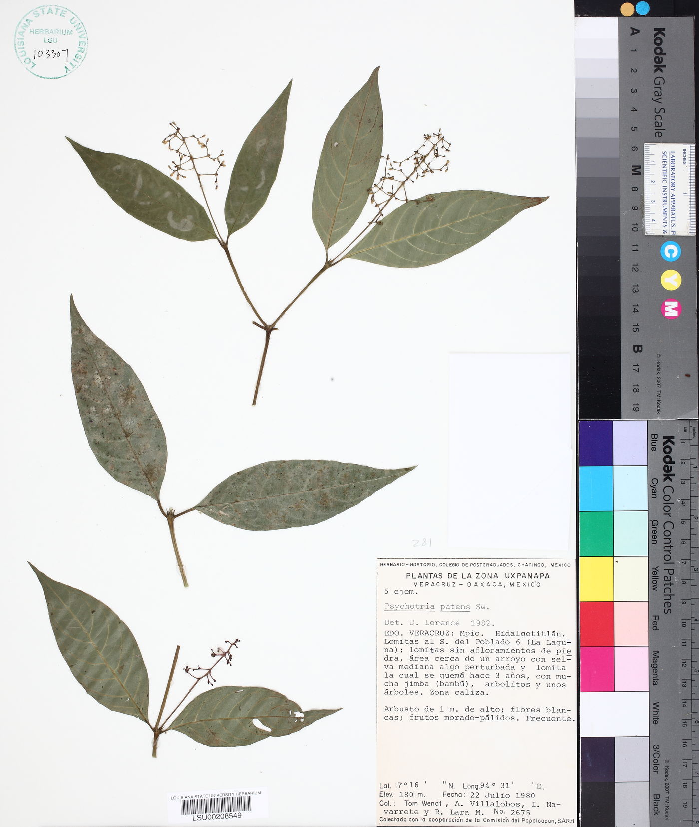 Psychotria deflexa image