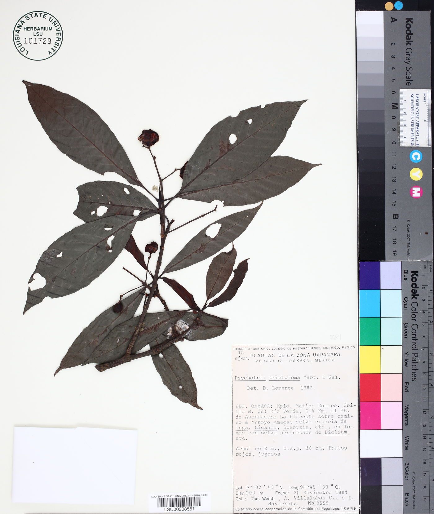 Psychotria trichotoma image