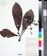 Psychotria flava image