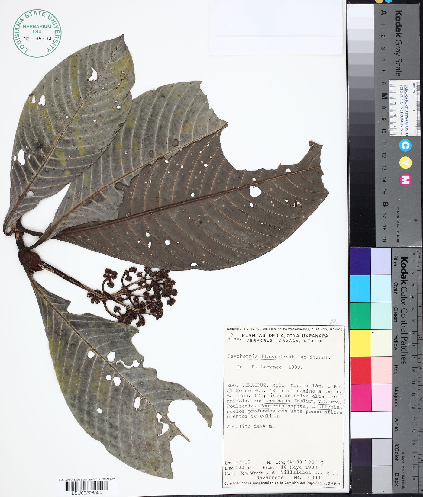 Psychotria flava image