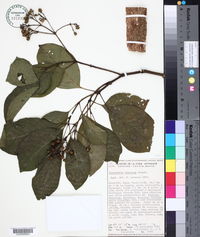 Psychotria simiarum image
