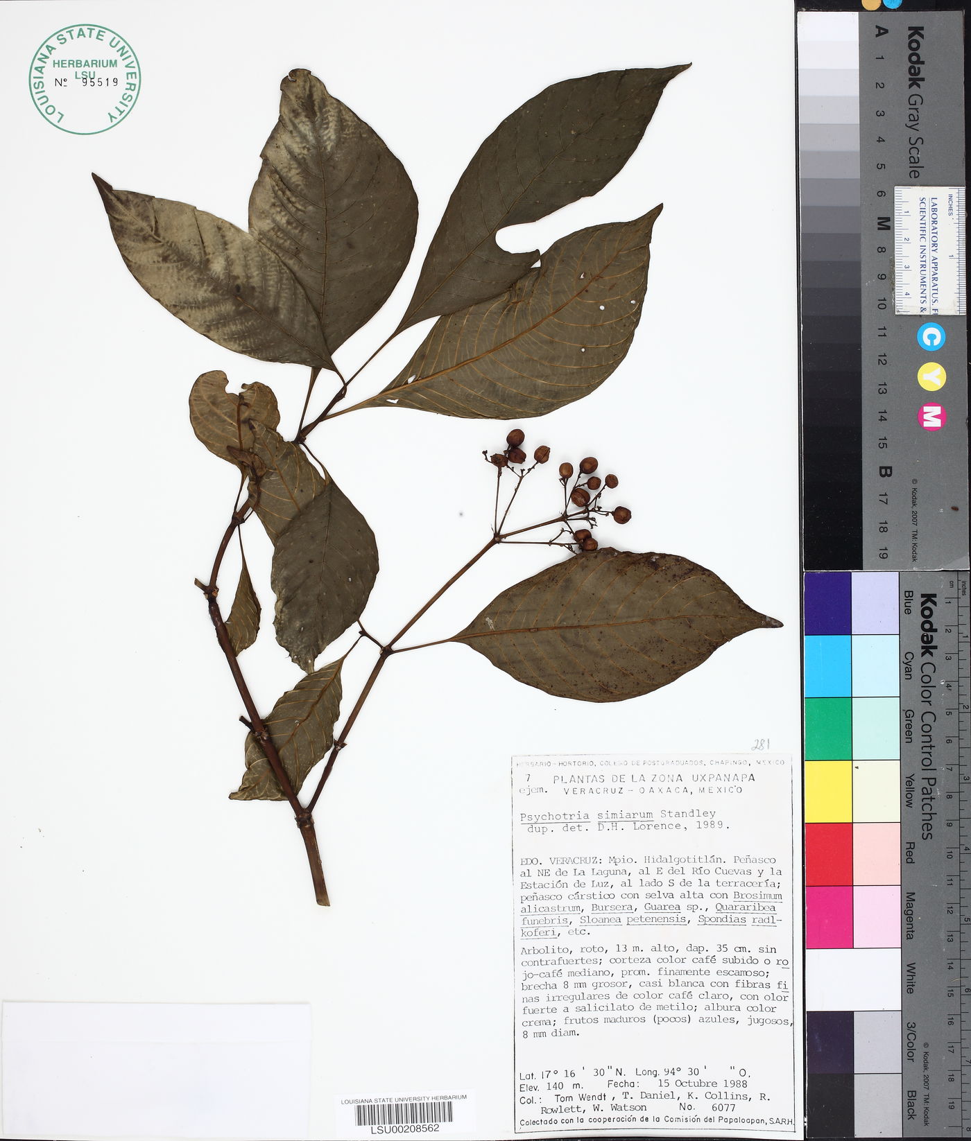 Psychotria simiarum image