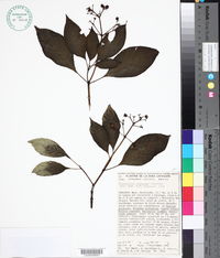 Psychotria simiarum image
