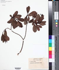 Psychotria maricaensis image