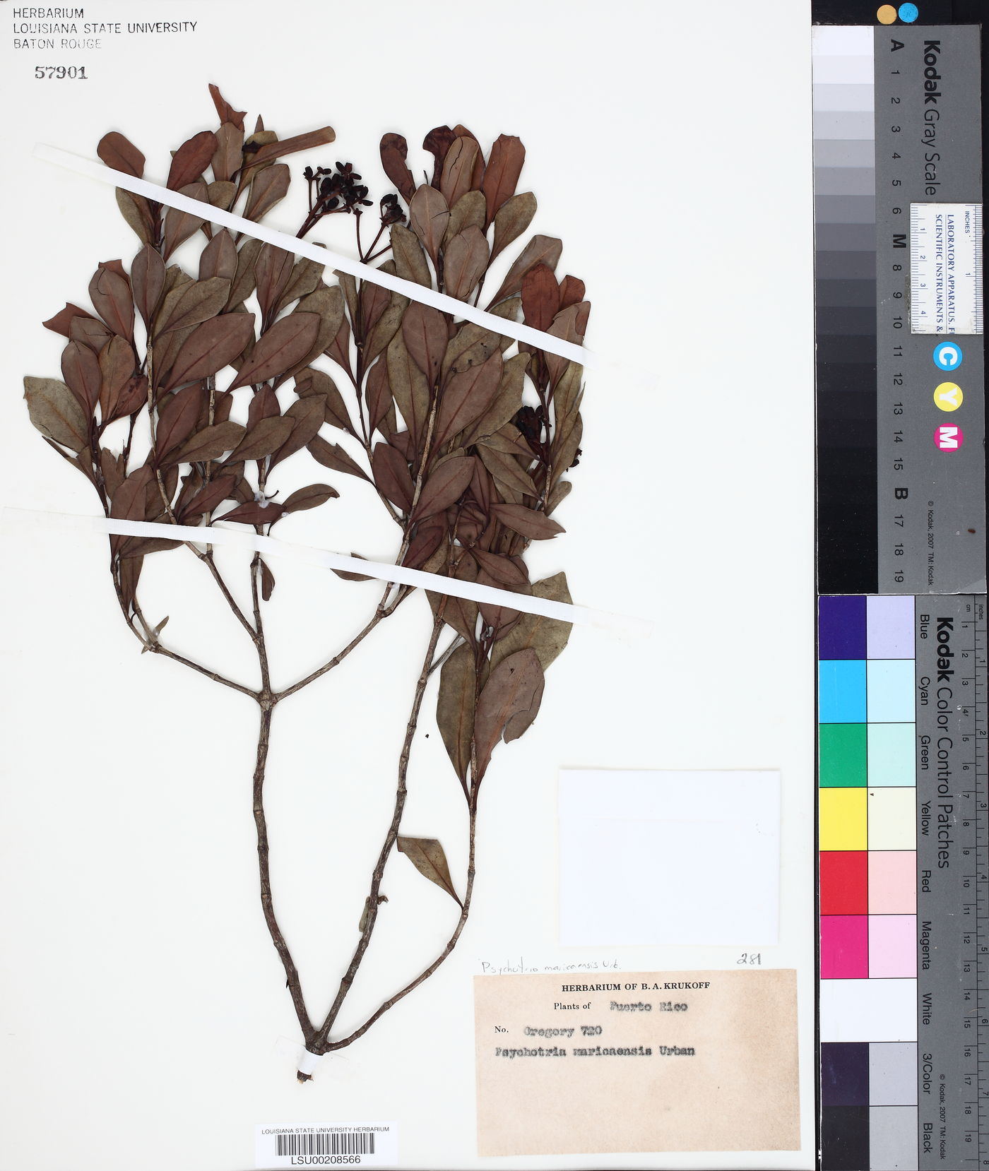 Psychotria maricaensis image