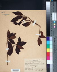 Psychotria undulata image