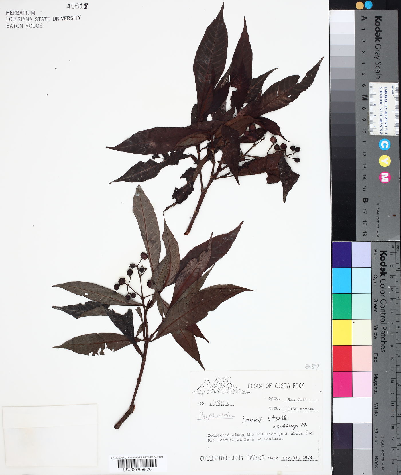 Psychotria jimenezii image