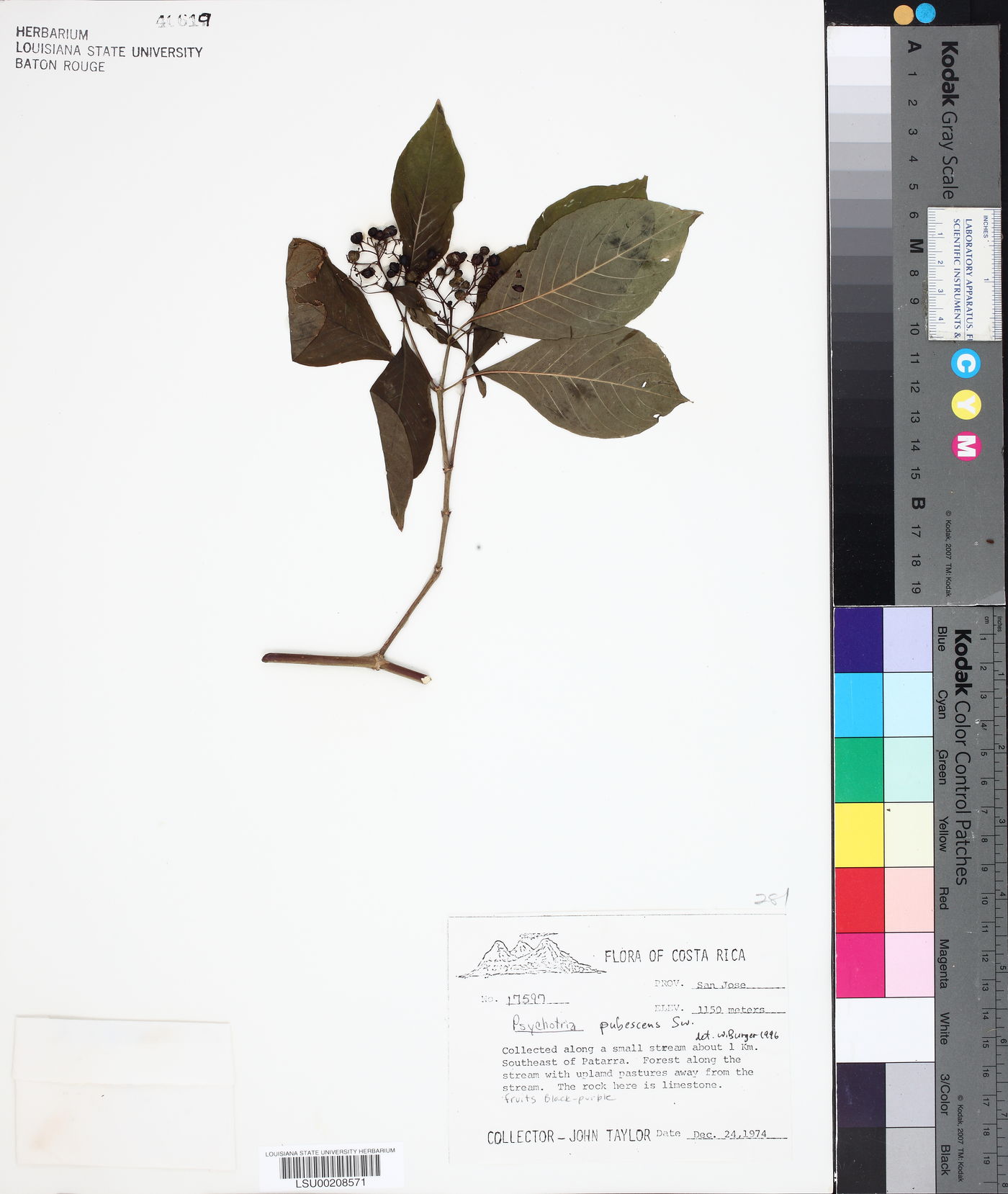 Palicourea pubescens image