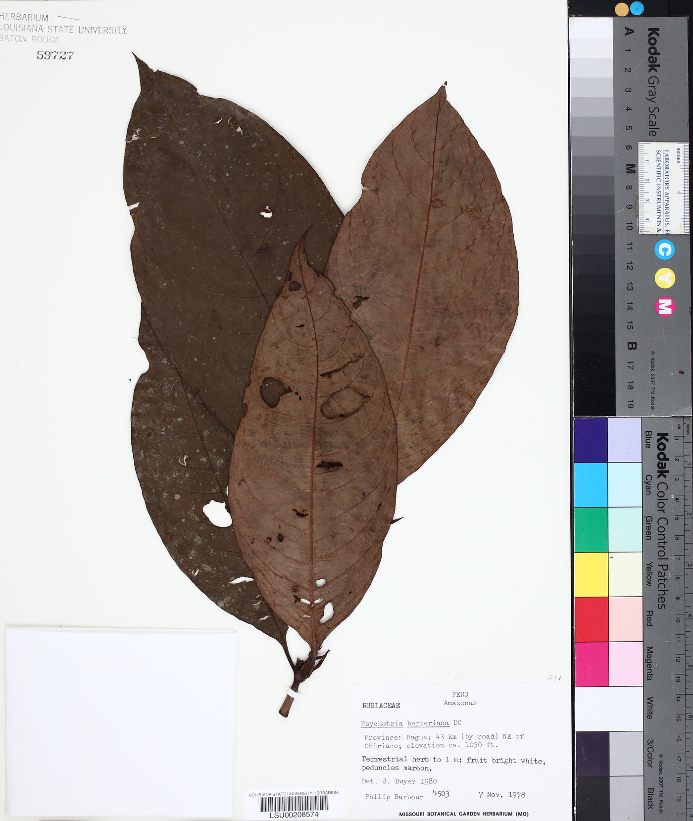 Psychotria berteriana image